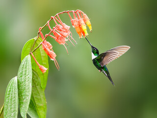 Collared Inca hummingbird in flight collecting nectar from red flower on green background © FotoRequest