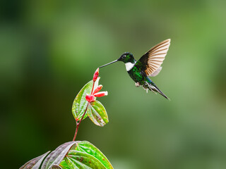 Collared Inca hummingbird in flight collecting nectar from red flower on green background © FotoRequest