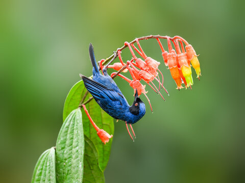 Masked Flowerpiercer on red flower stem against dark green background