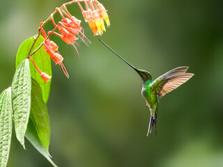 Sword-billed Hummingbird in flight collecting nectar from red yellow flowers on green background © FotoRequest