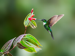 Collared Inca hummingbird in flight collecting nectar from red flower on green background