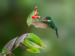 Collared Inca hummingbird in flight collecting nectar from red flower on green background