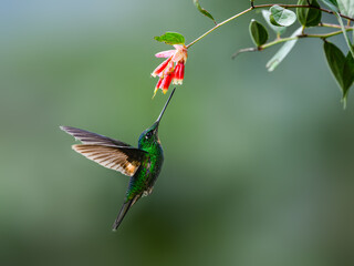Buff-winged Starfrontlet in flight collecting nectar from red flower on green background