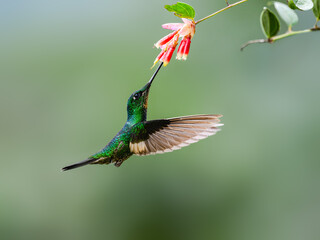 Buff-winged Starfrontlet in flight collecting nectar from red flower on green background © FotoRequest
