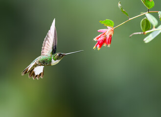 Collared Inca hummingbird in flight collecting nectar from red flower on green background © FotoRequest