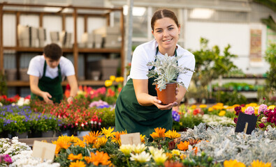 Portrait of smiling amiable young girl in green apron, hothouse worker engaged in cultivation of decorative houseplants, standing with pot of cineraria Silver Dust in hands..