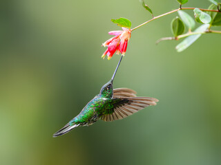 Sapphire-vented Puffleg hummingbird in flight collecting nectar from red flower on green background