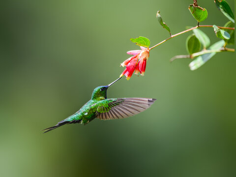 Sapphire-vented Puffleg hummingbird in flight collecting nectar from red flower on green background