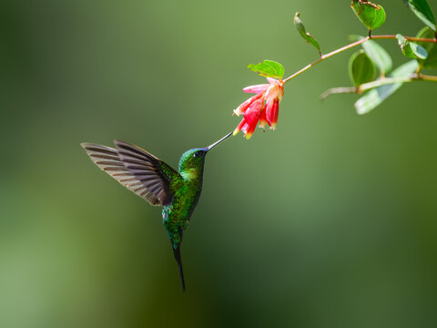Sapphire-vented Puffleg hummingbird in flight collecting nectar from red flower on green background