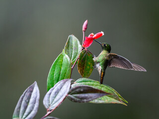 Tyrian Metaltail hummingbird collecting nectar from red flower on green background