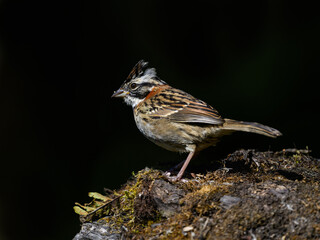 Rufous-collared Sparrow closeup portrait against black background