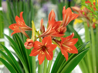 Fototapeta premium アマリリスの花
