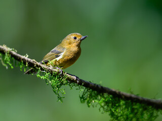 White-sided Flowerpiercer on mossy branch against green background