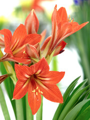 アマリリスの花