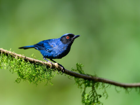 Masked Flowerpiercer on mossy stick against dark background
