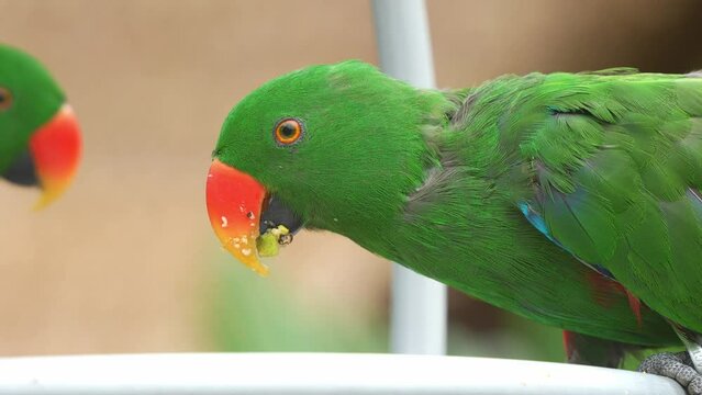 Close up shot of a male moluccan eclectus, eclectus roratus feeding on a mix of fruits, seeds and vegetables in the backyard.