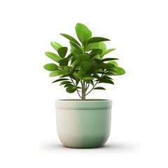 plant in pot isolated background