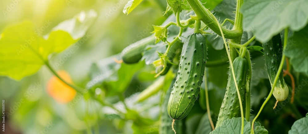 Wall mural Climbing cucumber plant in veggie garden, fresh and green.