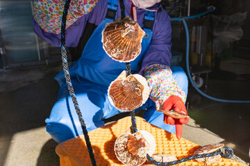 ホタテ養殖耳吊り作業　作業者による点検手直し作業