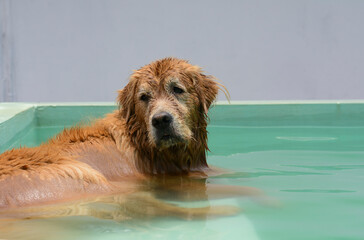 Um cachorro macho e uma cachorra fêmea da raça golden retriever brincada e nadando numa piscina verde. A golden retriever de pelo claro gosta de saltar e pegar o brinquedo.