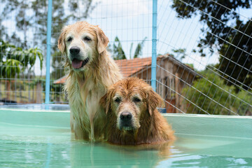 Um cachorro macho e uma cachorra fêmea da raça golden retriever brincada e nadando numa piscina...