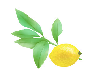 レモンの葉と果実のリアルな水彩イラスト