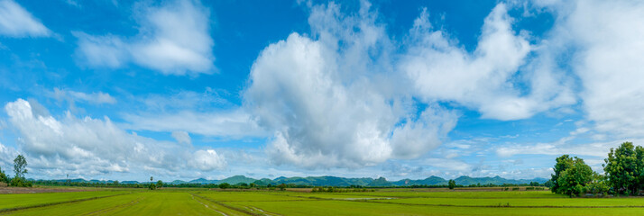 Aerial view Rice fields farm on beautiful cloud. Panorama Green rice baby paddy field plantation in...