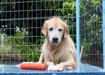 Um cachorro macho e uma cachorra fêmea da raça golden retriever brincada e nadando numa piscina verde. A golden retriever de pelo claro gosta de saltar e pegar o brinquedo.