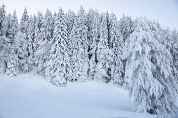 Snow covered trees in Switzerland