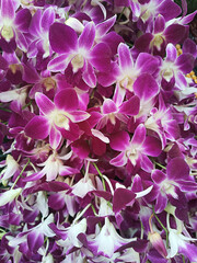 Dendrobiums Orchid Garden Beautiful orchids blossoming