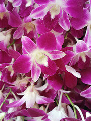 Dendrobiums Orchid Garden Beautiful orchids blossoming