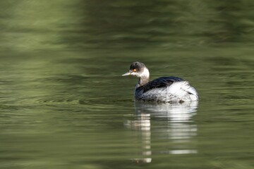 グリーンの水面をのんびり泳ぐハジロカイツブリ