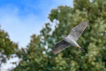グリーンバックに悠然と飛ぶオオタカ成鳥