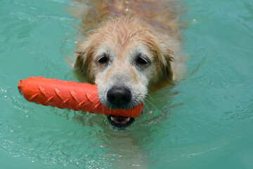Um cachorro macho e uma cachorra fêmea da raça golden retriever brincada e nadando numa piscina verde. A golden retriever de pelo claro gosta de saltar e pegar o brinquedo.