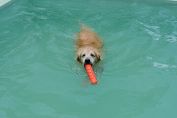 Um cachorro macho e uma cachorra fêmea da raça golden retriever brincada e nadando numa piscina verde. A golden retriever de pelo claro gosta de saltar e pegar o brinquedo.