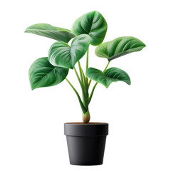 Green Potted Plant Isolated Cutout PNG