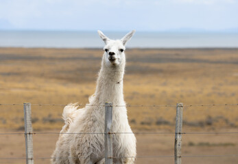 a llama on the countryside, livestock
