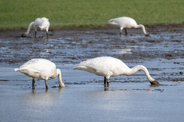 Mud splattered white trumpeter swans feeding in a flooded agricultural field, over wintering in the Skagit Valley, Washington State

