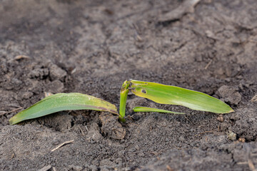 Corn plant leaf damage from frost, freezing weather, and wind blowing dirt.  Cold weather damage, crop insurance claim and farming concept