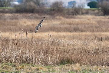 Short eared owl flying over a natural field of dead brown grasses, weeds, and cat tails, winter in a protected wildlife area in Skagit Valley, Washington State, as a nature background
