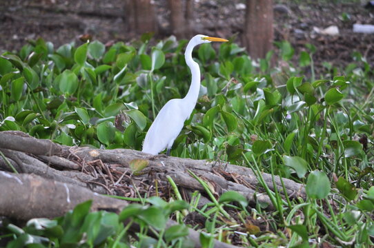 Great Egret, Suchitlan Lake, Suchitoto, El Salvador