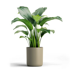 Potted Plant Isolated Object PNG