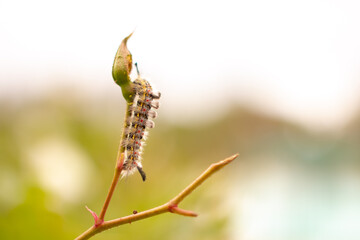 Macro Caterpillar