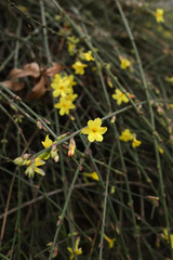 Winter jasmin