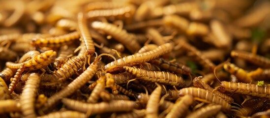 Mealworms roasted to a crispy texture, separate from the background.