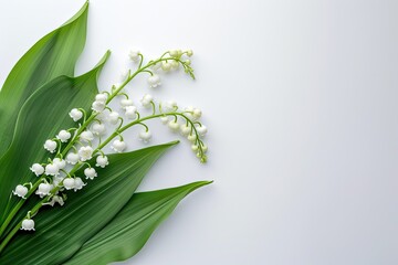 White Background Copy Space Lilly of the Valley