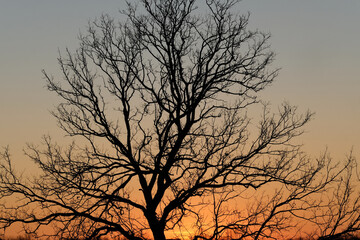 The February sun sets behind this tree in Middle Tennessee