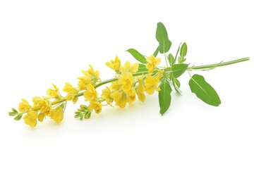 Yellow Sweet Clover Melilotus officinalis shown on a white background