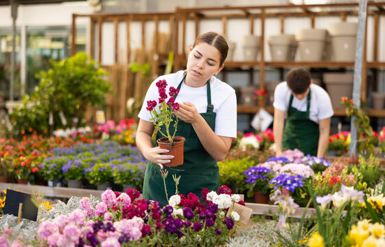 Skilled interested young salesgirl preparing for sale potted matthiola on plants staging in greenhouse, inspecting blooming bush