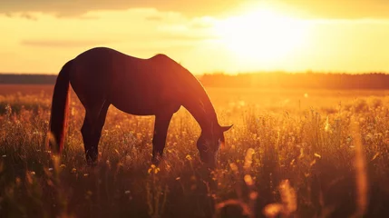 Fototapeten The silhouette of a lone horse grazing in a field is an idyllic scene in the peaceful countryside at dusk. © Justlight